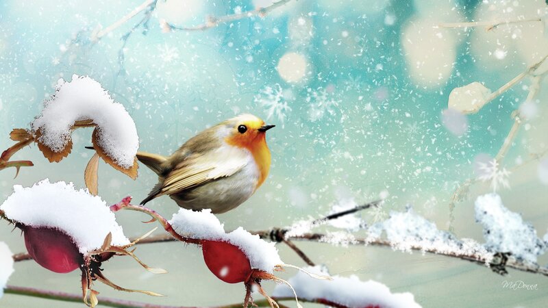 Robin on Snowy Branch — White