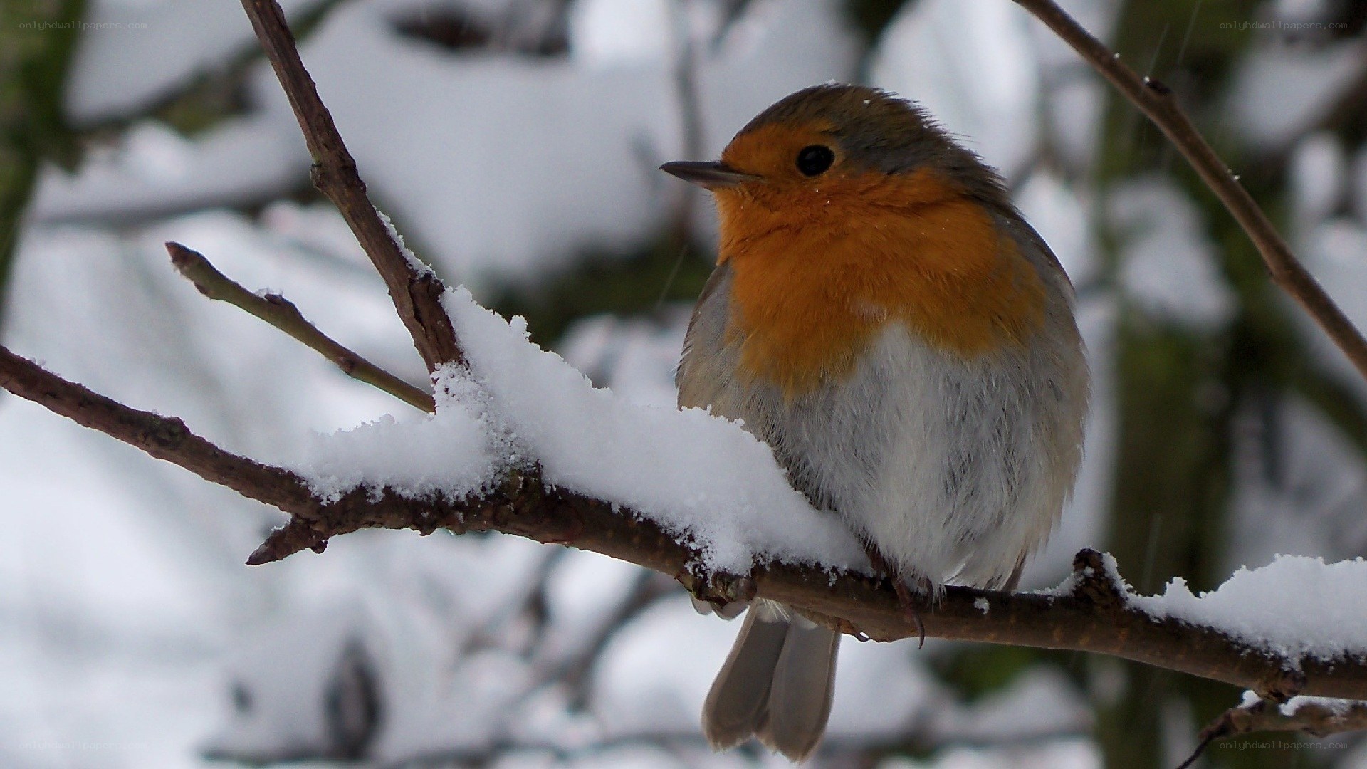 Robin on snowy branch