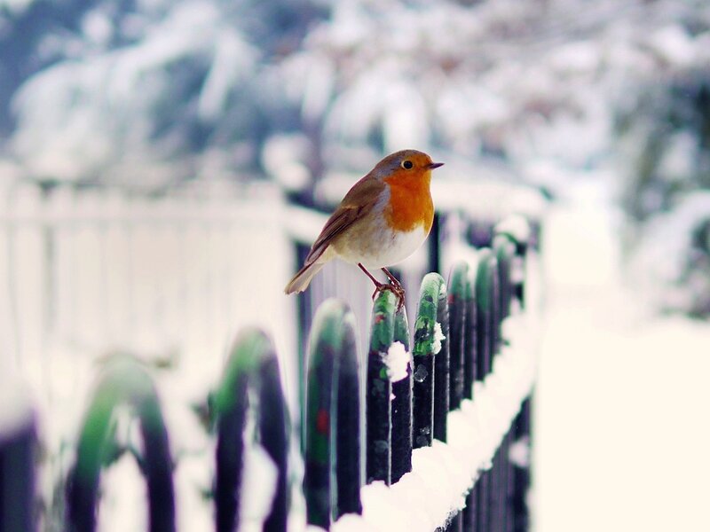 Robin on Snowy Fence