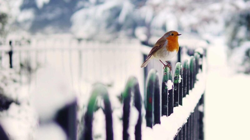 Robin on Snowy Fence — White, Serene