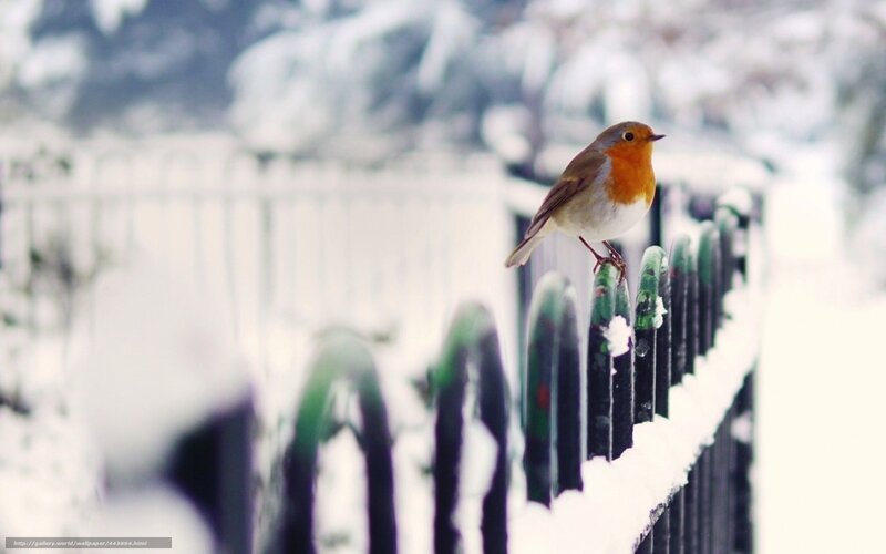 Robin on Snowy Fence — White, Serene, Winter