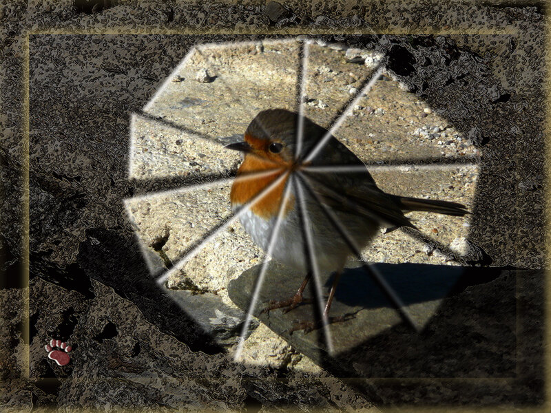 Robin on Stone Surface