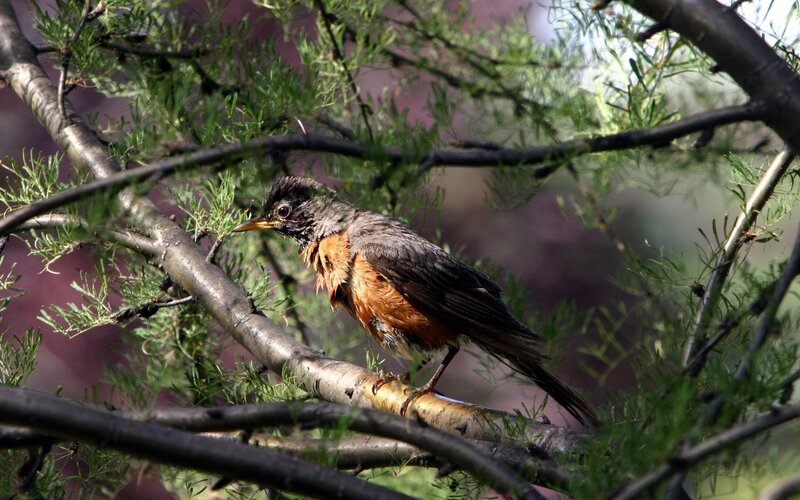 Robin on Tree Branch — Brown