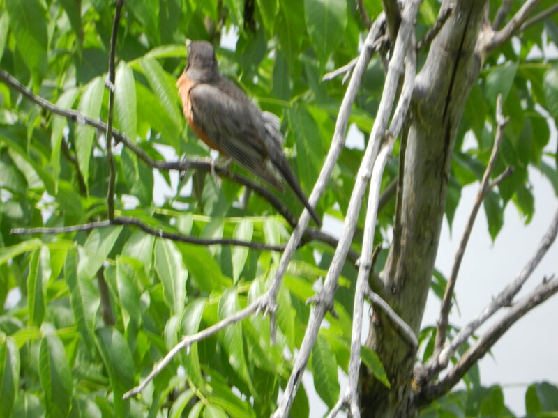 Robin on Tree Branch — Green, Natural