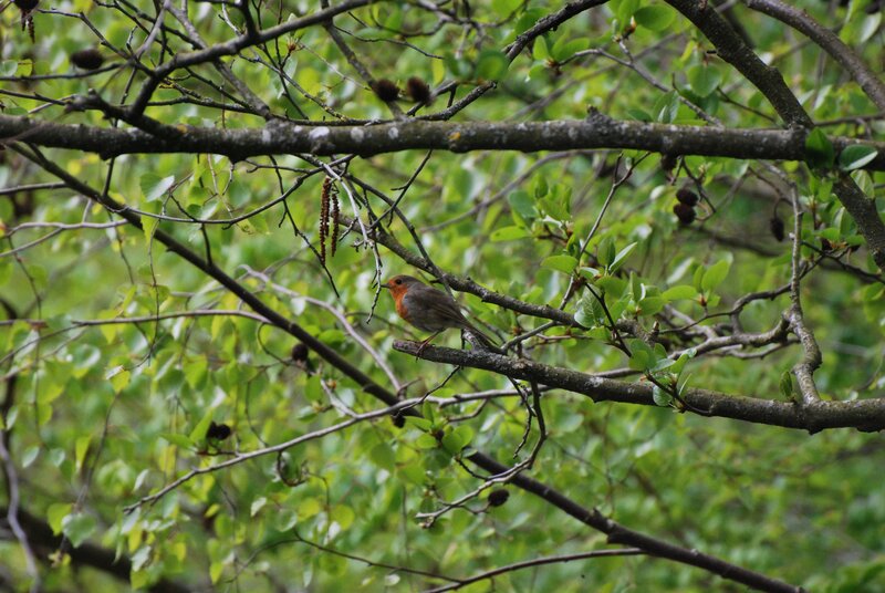 Robin on Tree Branch — Green
