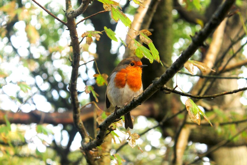 Robin on Tree Branch — Orange
