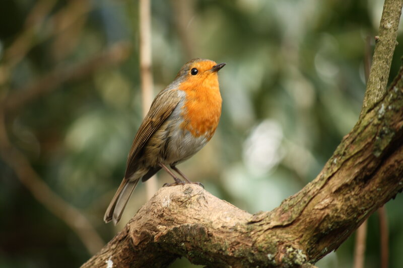 Robin on Tree Branch