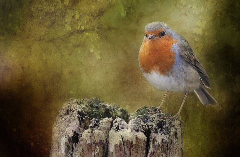Robin on Tree Stump — Green