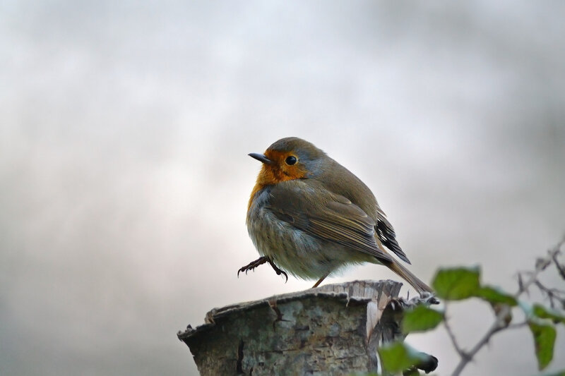 Robin on Tree Stump