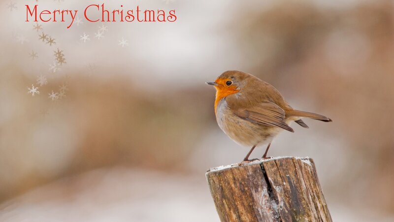 Robin on Wooden Post — Brown, Serene