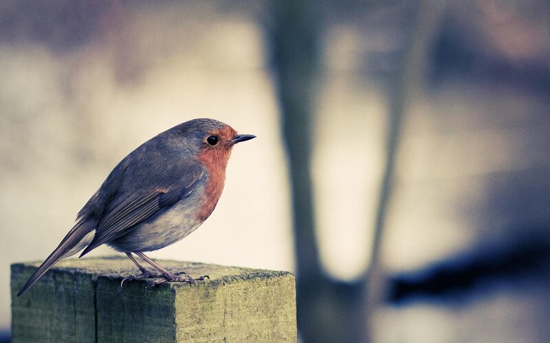 Robin on Wooden Post — Gray
