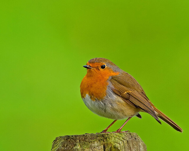 Robin on Wooden Post — Green