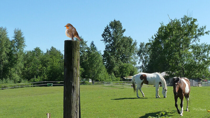 Robin on Wooden Post