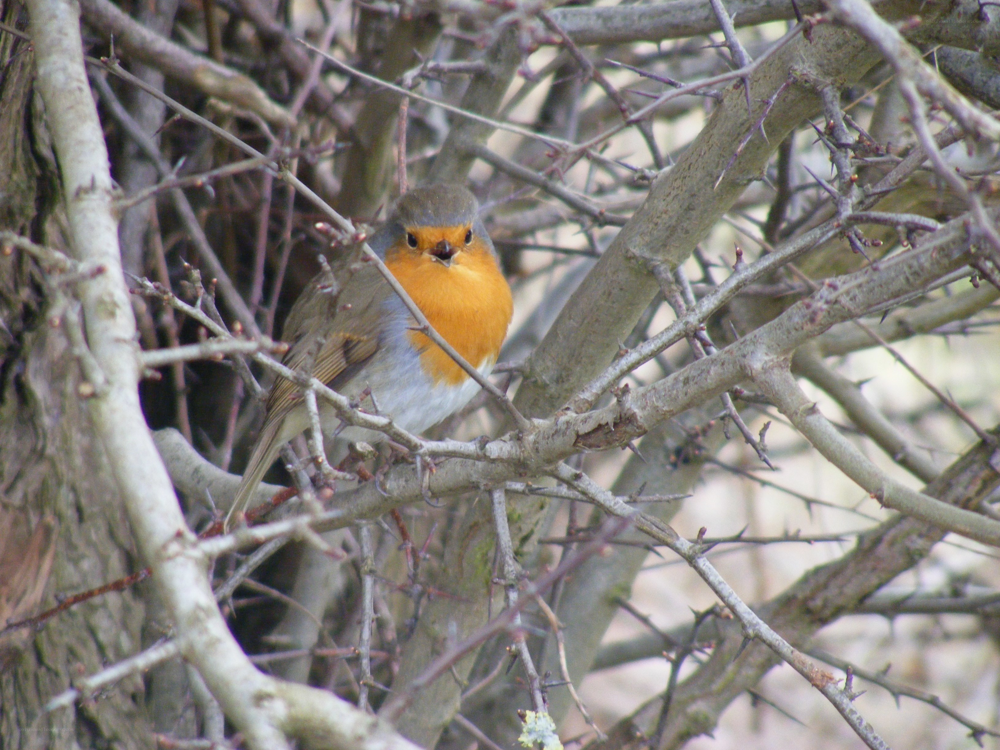 Robin perched in thorny branches
