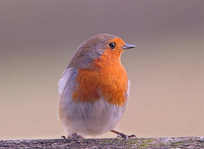 Robin perched on a branch