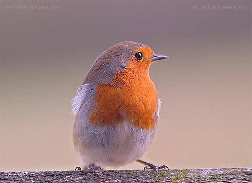 Robin perched on a branch