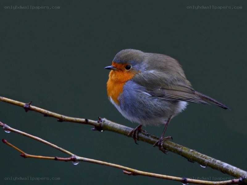 Robin perched on a branch