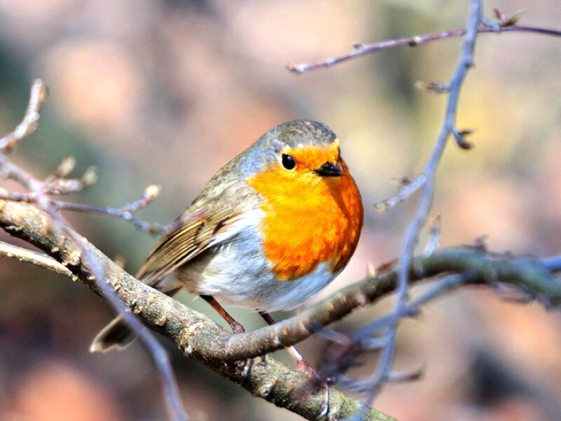 Robin perched on a branch