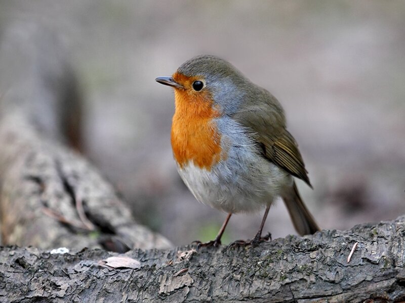 Robin perched on a branch