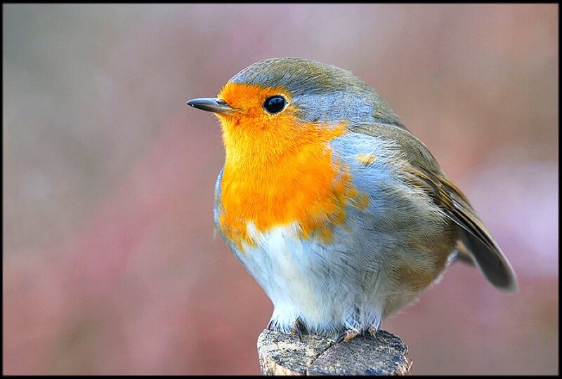 Robin perched on a branch