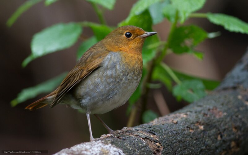Robin perched on a branch
