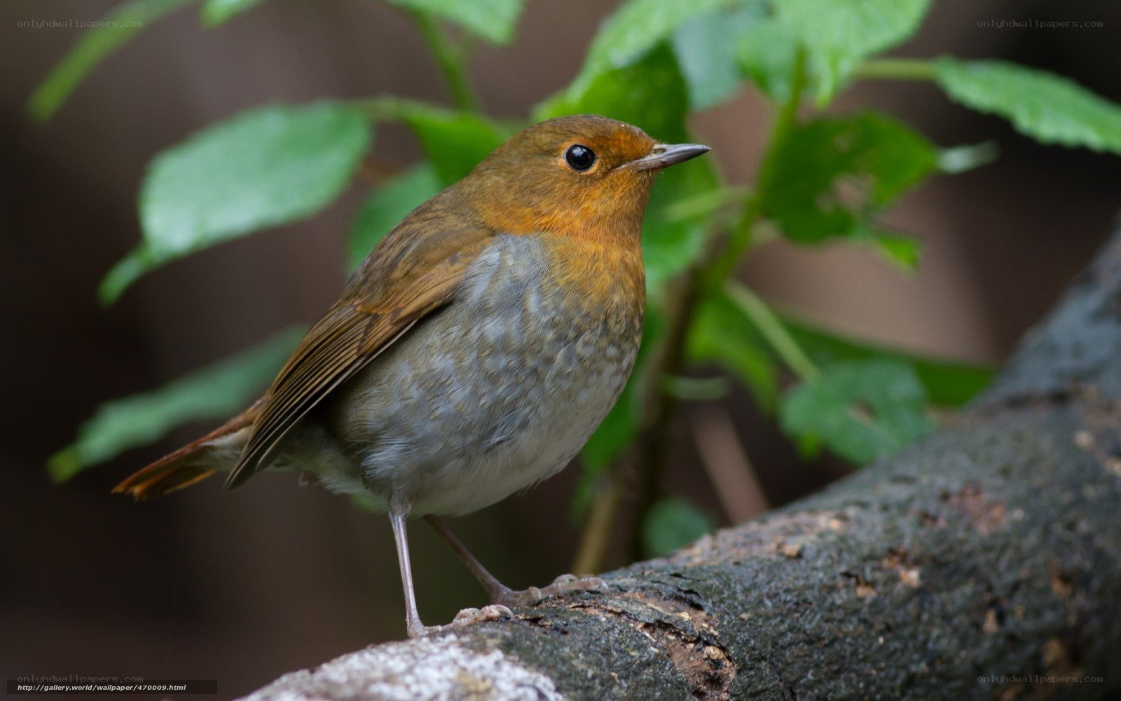 Robin perched on a branch