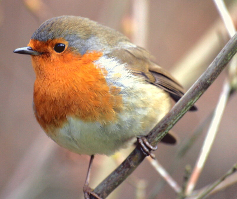 Robin perched on a branch