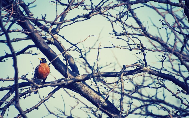 Robin perched on a branch