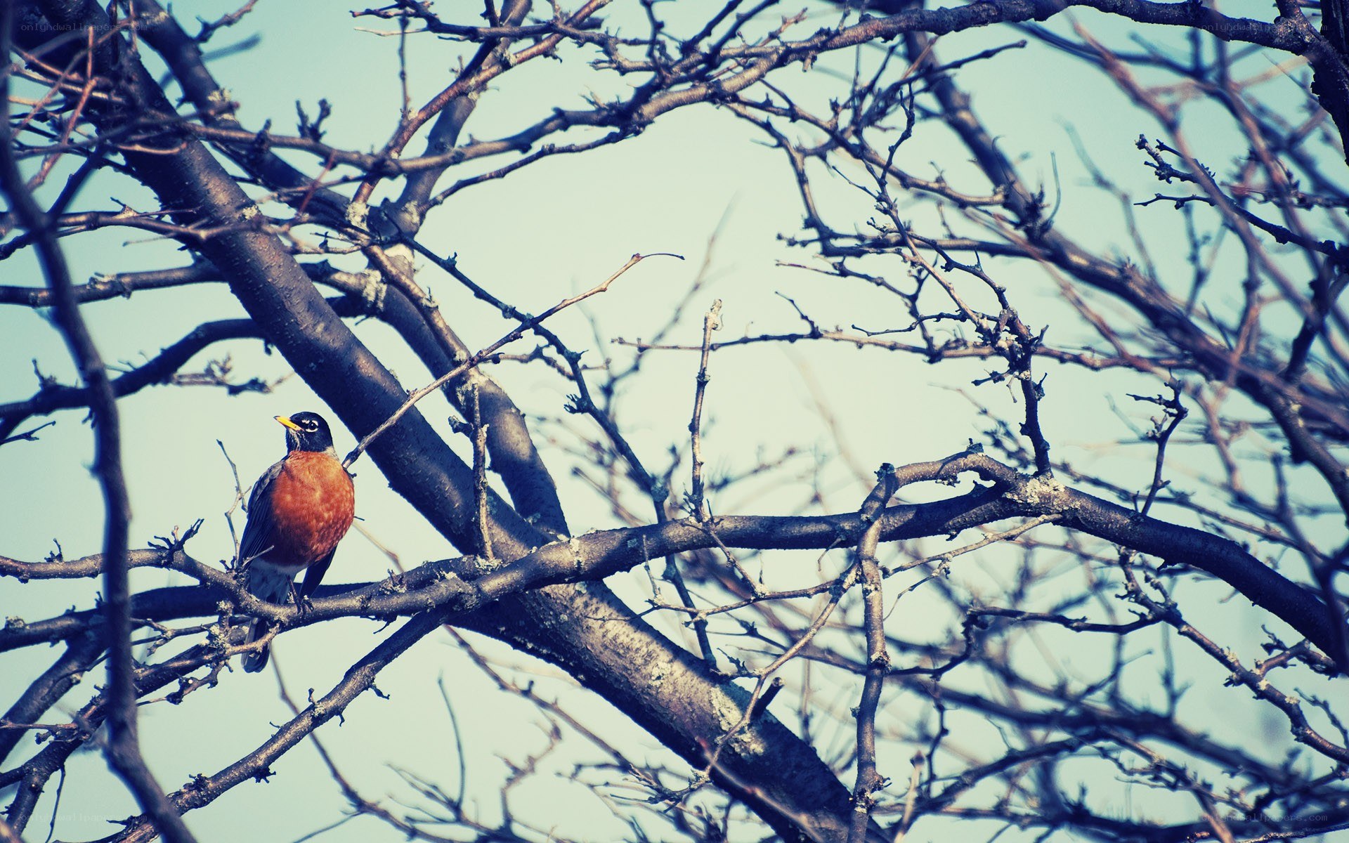 Robin perched on a branch