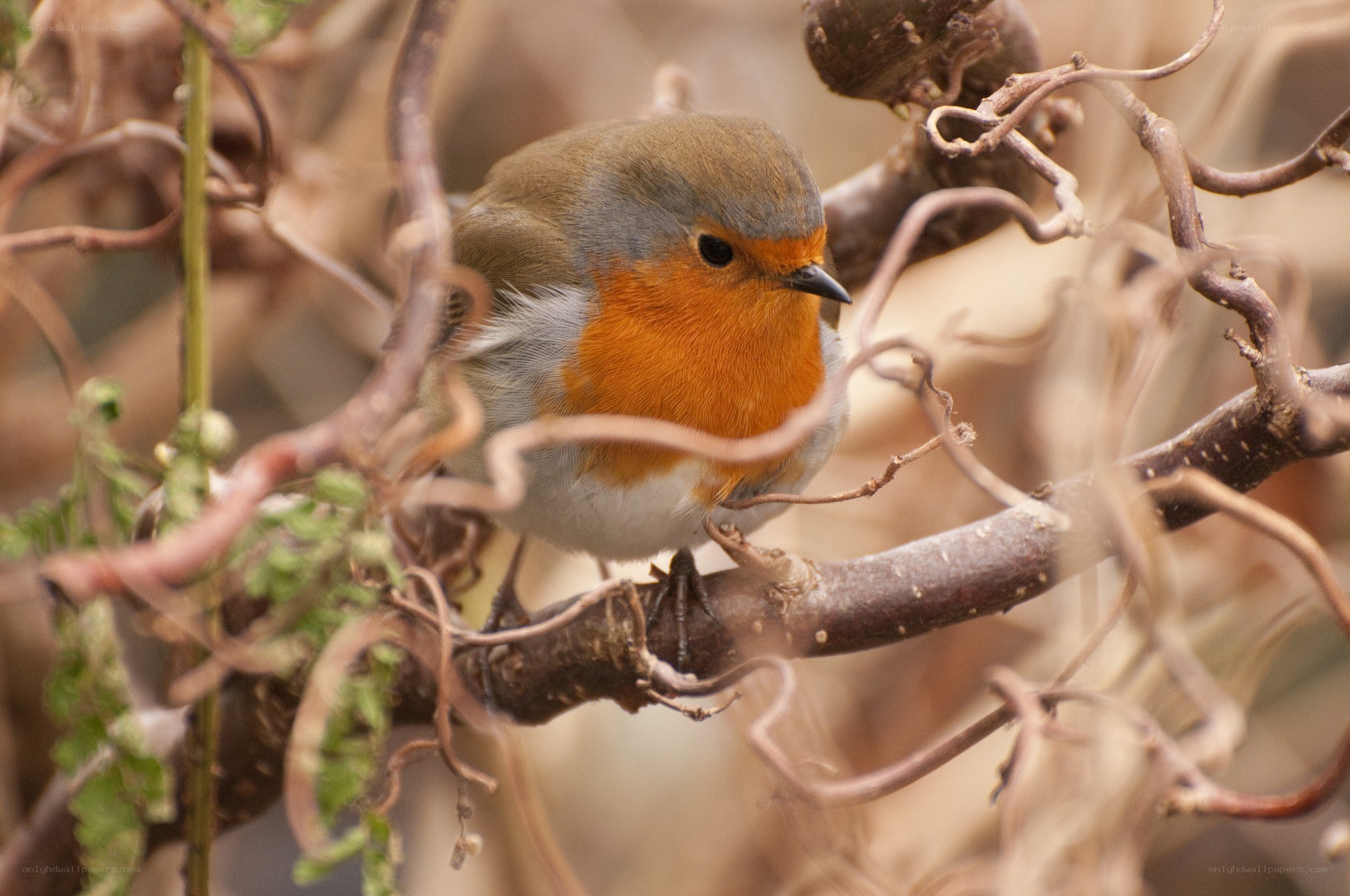 Robin perched on a branch