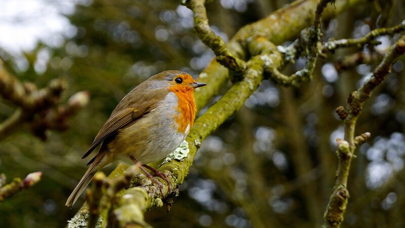Robin perched on a branch