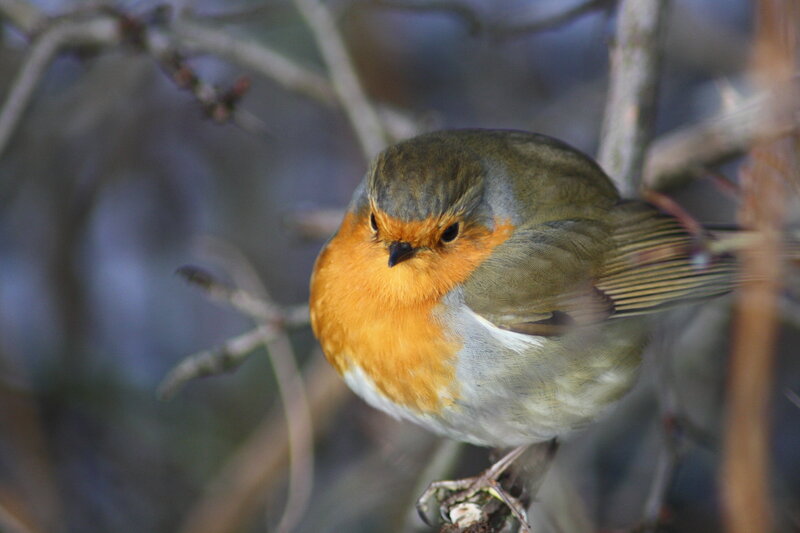 Robin perched on a branch