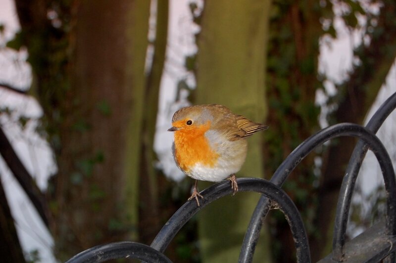 Robin perched on a fence