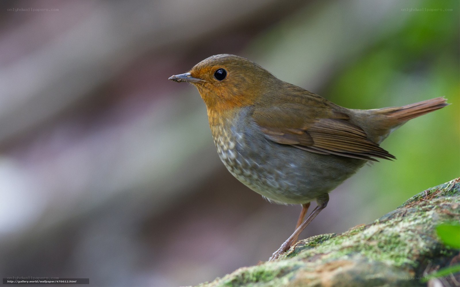 robin perched on a mossy branch