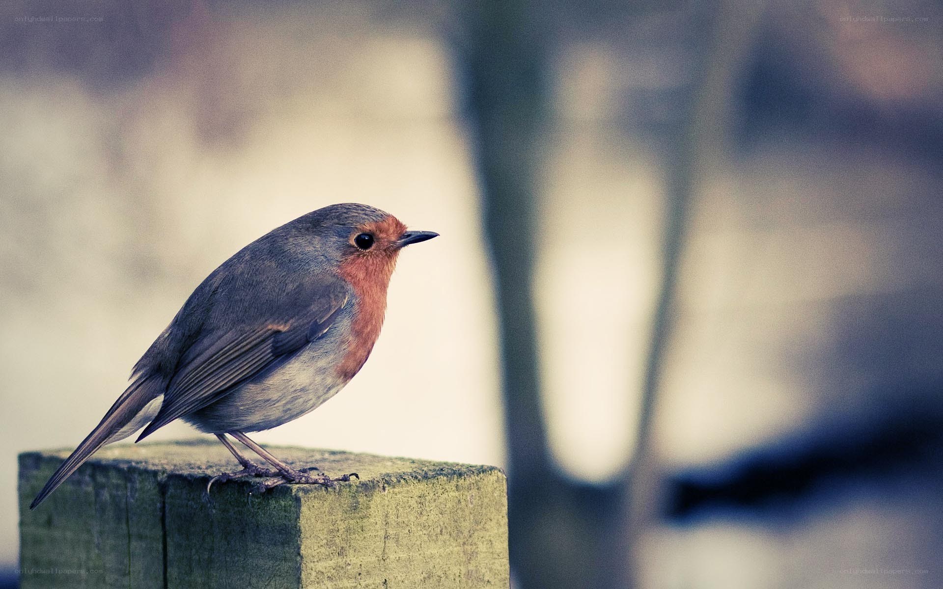Robin perched on a post