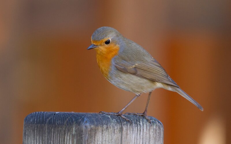 Robin perched on a post