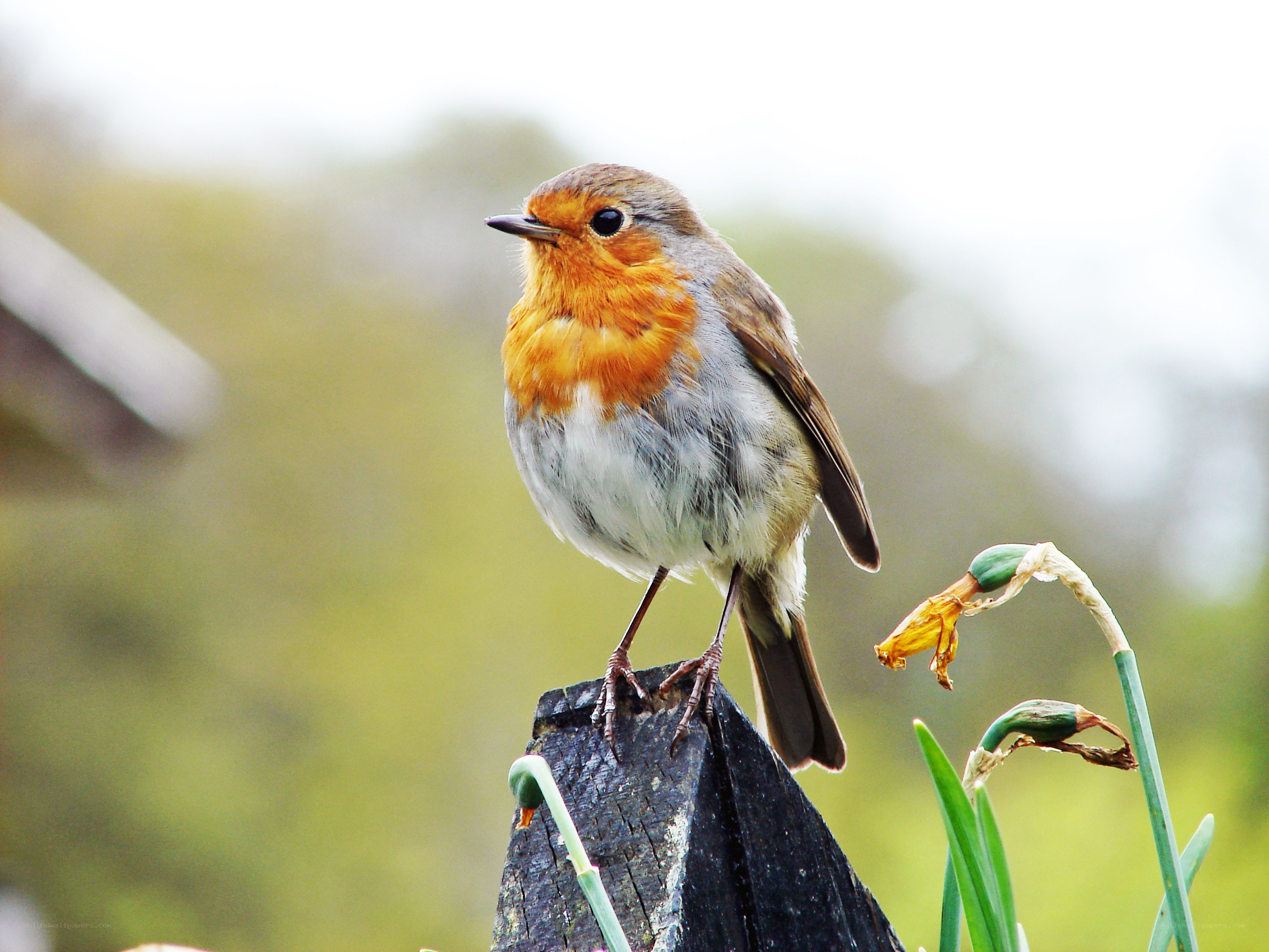 Robin perched on a post