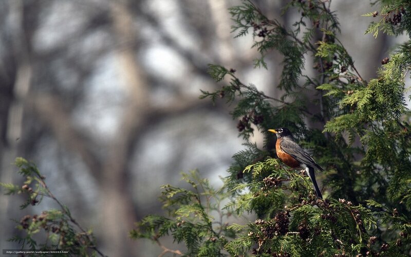 Robin perched on a tree
