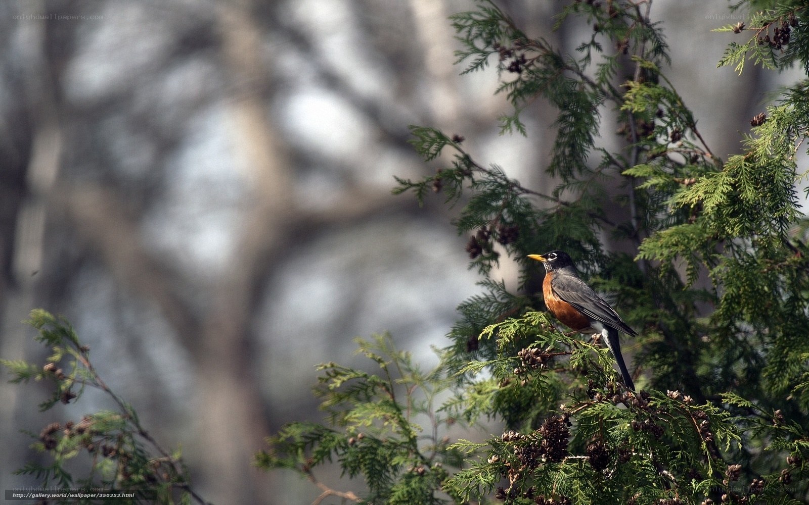 Robin perched on a tree