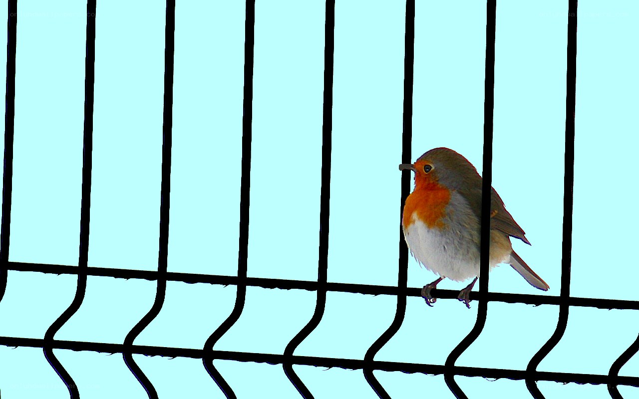 Robin perched on a wire fence