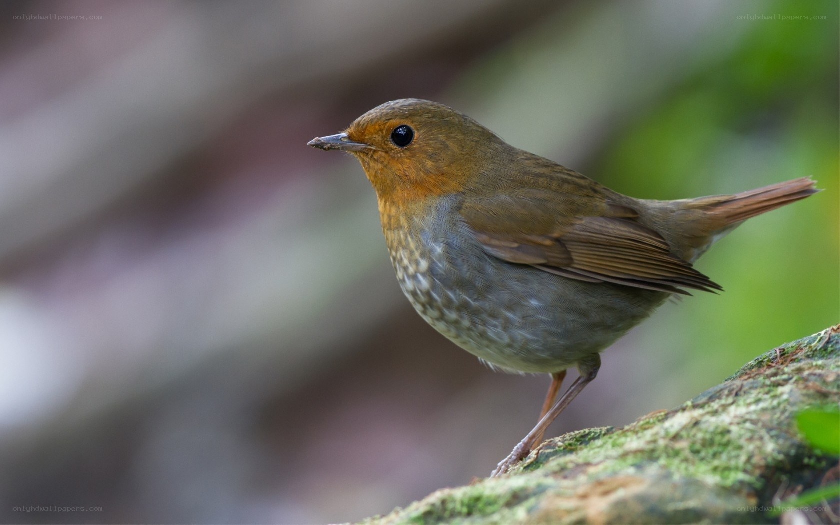 robin perched on mossy branch