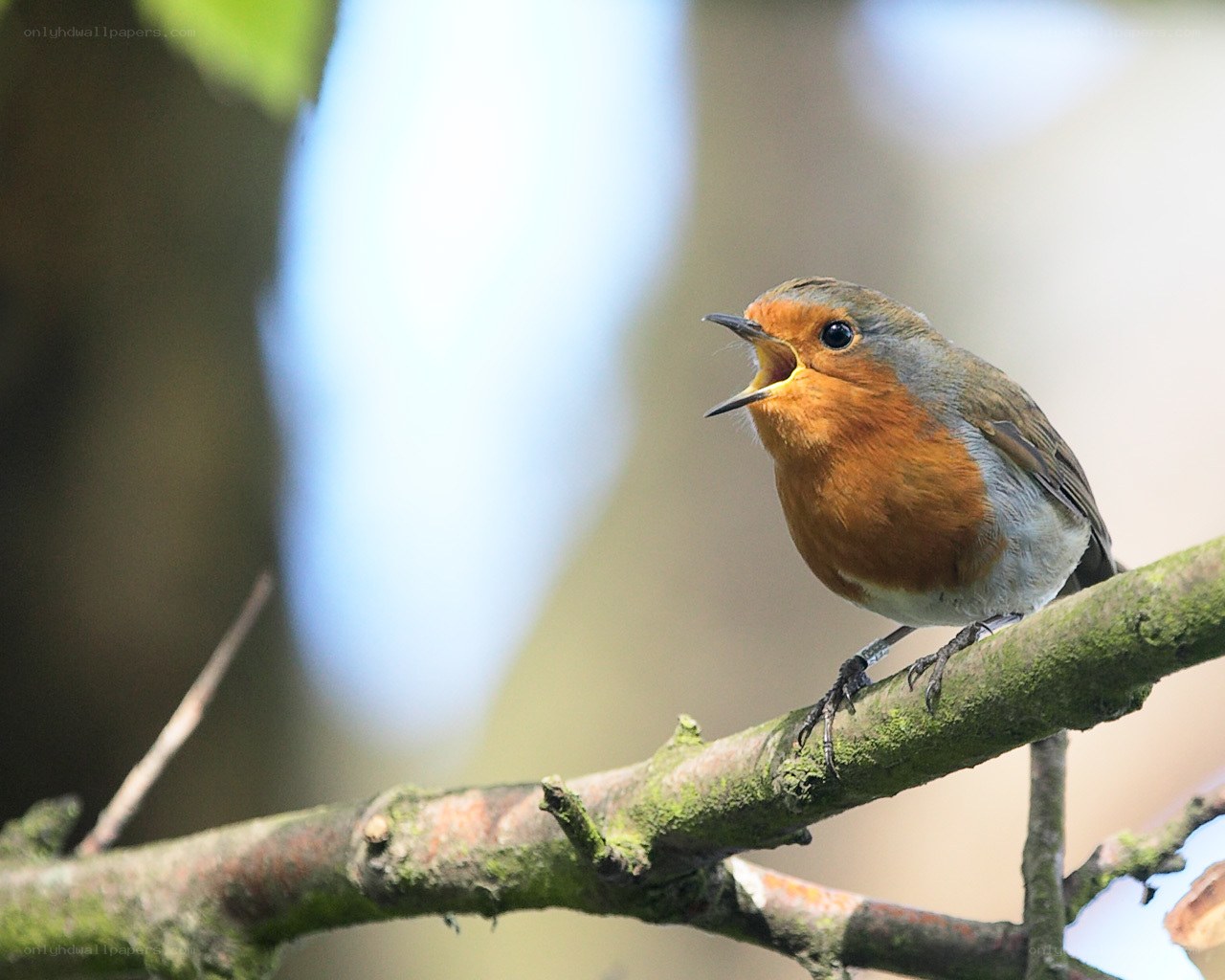 Robin singing on a branch