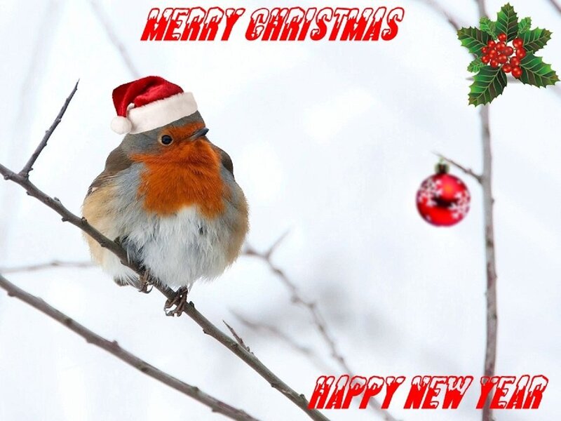 Robin Wearing Santa Hat