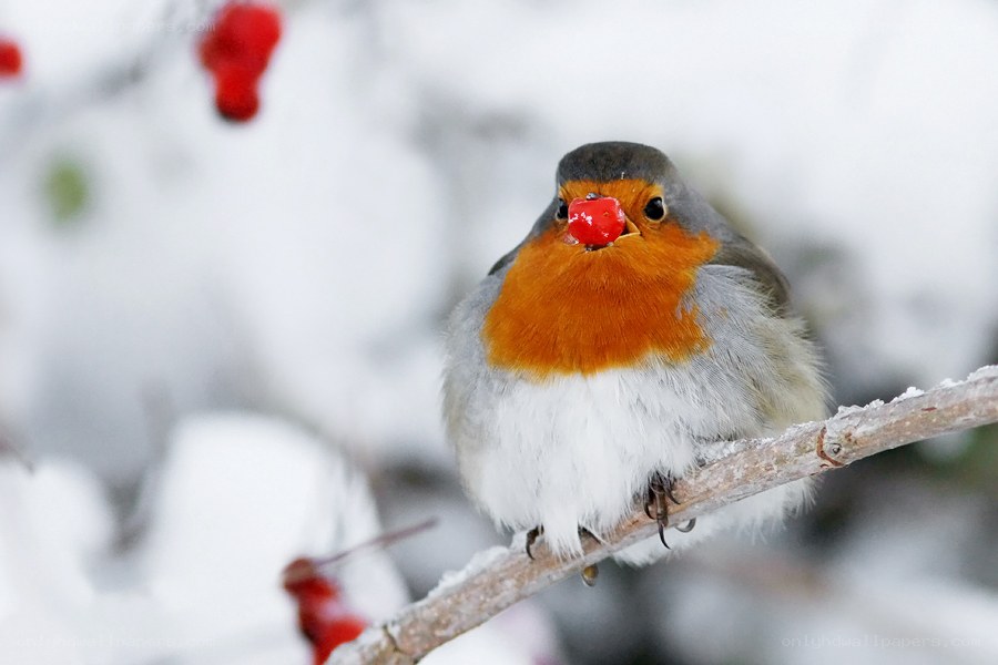 Robin with berry in winter
