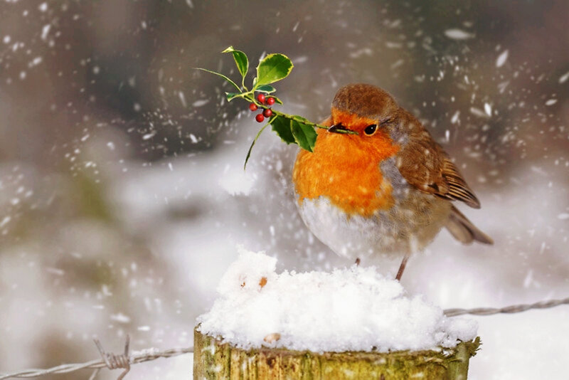 Robin with Holly