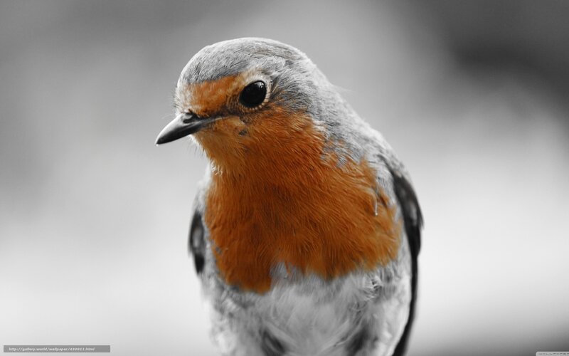 Robin with orange breast