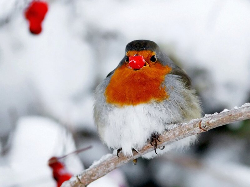 Robin with Red Berry