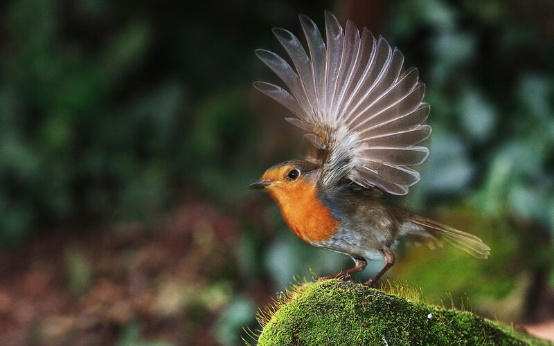 Robin with Spread Wings — Green