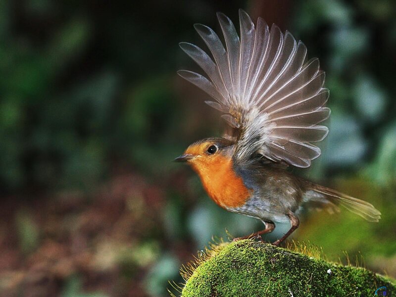 Robin with Spread Wings — Orange, Natural