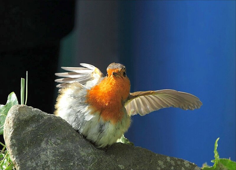 Robin with Spread Wings — Orange